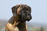 BULLMASTIFF 497